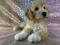 Male poodle 2383, a male Poodle - Miniature  for sale in Joice, IA – 2 of 9