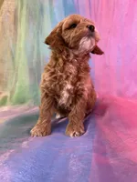 Female Cockapoo 2260, a female Cockapoo for sale in Joice, IA – Photo 3 of 9