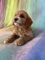 Female Cockapoo 2260, a female Cockapoo for sale in Joice, IA – Photo 5 of 9
