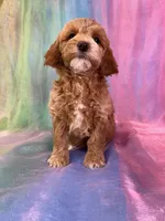 Female Cockapoo 2260, a female Cockapoo for sale in Joice, IA – Photo 8 of 9