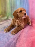 Female Cockapoo 2260, a female Cockapoo for sale in Joice, IA – Photo 9 of 9