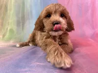 Female Cockapoo 2260, a female Cockapoo for sale in Joice, IA – Photo 7 of 9