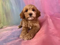 Female Cockapoo 2260, a female Cockapoo for sale in Joice, IA – Photo 1 of 9