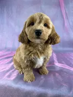 Female Bichon poo 2356, a female Bichpoo for sale in Joice, IA – 6 of 10