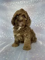 Male cockapoo 2315, a male Cockapoo for sale in Joice, IA – 1 of 10