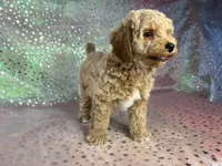 Male Bichon poo 2340, a male Bichpoo for sale in Joice, IA – 6 of 8