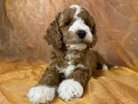 Male Cockapoo 2391, a male Cockapoo for sale in Joice, IA – 3 of 10