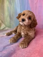 Female Cockapoo 2260, a female Poochon for sale in Joice, IA – Photo 10 of 10