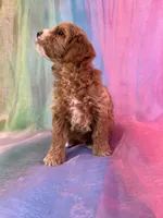 Female Cockapoo 2260, a female Poochon for sale in Joice, IA – Photo 7 of 10