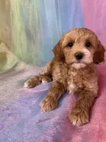 Female Cockapoo 2260, a female Poochon for sale in Joice, IA – Photo 9 of 10