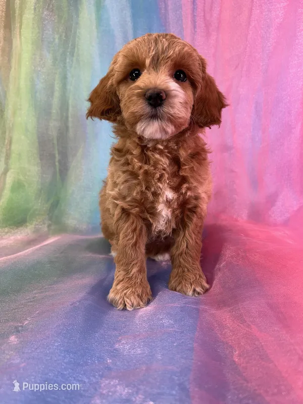 Female Cockapoo 2260