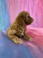 Female Cockapoo 2260, a female Poochon for sale in Joice, IA – Photo 2 of 10