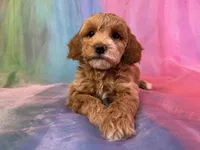 Female Cockapoo 2260, a female Poochon for sale in Joice, IA – Photo 3 of 10