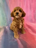 Female Cockapoo 2260, a female Poochon for sale in Joice, IA – Photo 5 of 10