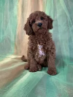 Male Mini Goldendoodle 2280, a male Miniature Goldendoodle for sale in Joice, IA – Photo 1 of 8