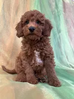 Male Mini Goldendoodle 2280, a male Miniature Goldendoodle for sale in Joice, IA – Photo 7 of 8