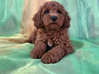 Male Mini Goldendoodle 2280, a male Miniature Goldendoodle for sale in Joice, IA – Photo 5 of 8