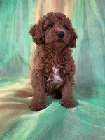 Male Mini Goldendoodle 2280, a male Miniature Goldendoodle for sale in Joice, IA – Photo 4 of 8
