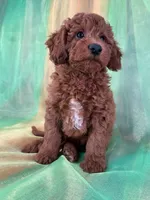 Male Mini Goldendoodle 2280, a male Miniature Goldendoodle for sale in Joice, IA – Photo 3 of 8