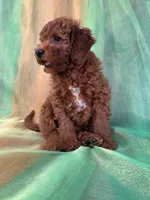 Male Mini Goldendoodle 2280, a male Miniature Goldendoodle for sale in Joice, IA – Photo 8 of 8