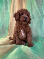 Male Mini Goldendoodle 2280, a male Miniature Goldendoodle for sale in Joice, IA – Photo 6 of 8