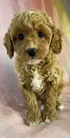 Female Bichon Poo 2400, a male Schnoodle for sale in Joice, IA – 2 of 10