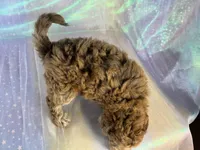 Female mini Goldendoodle 2318, a female Miniature Goldendoodle for sale in Joice, IA – 5 of 10