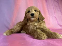 Male Schnoodle 2403, a male Schnoodle for sale in Joice, IA – 8 of 9