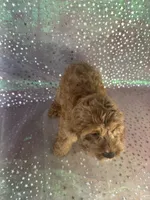 Female Cockapoo 1, a female Miniature Goldendoodle for sale in Joice, IA – 4 of 6