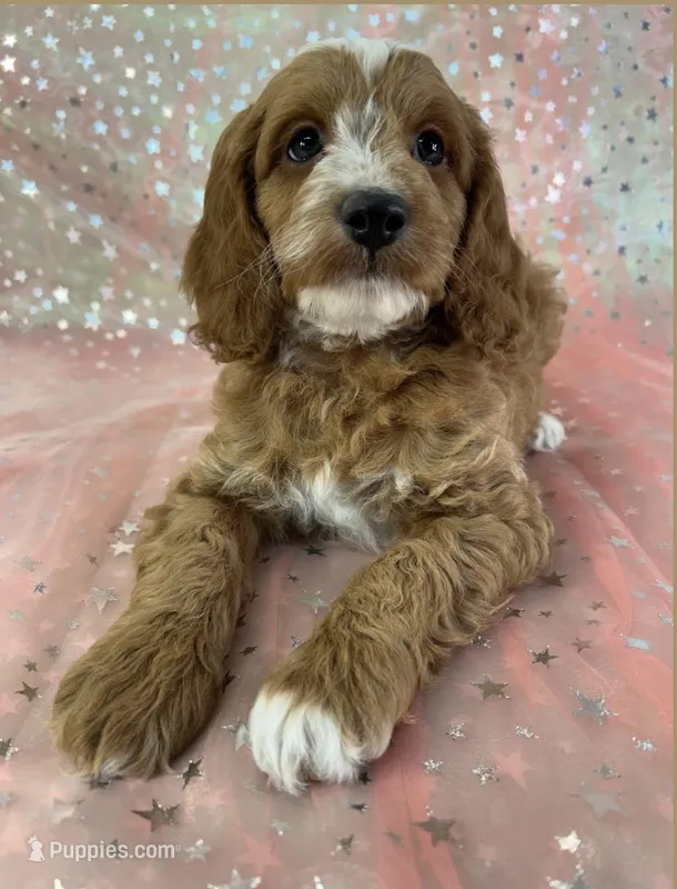 Male Cockapoo 2244 