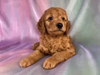 Male Mini Goldendoodle 2328, a male Miniature Goldendoodle for sale in Joice, IA – 8 of 9