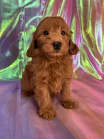 Female Mini Goldendoodle 2343, a female Miniature Goldendoodle for sale in Joice, IA – 3 of 9