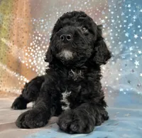 Male Poodle 2380, a male Poodle - Miniature  for sale in Joice, IA – 7 of 7