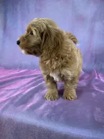 Female Bichon poo 2356, a female Bichpoo for sale in Joice, IA – 7 of 10
