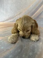 Male Cockapoo 2298, a male Cockapoo for sale in Joice, IA – 5 of 9