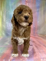 Female Bichon poo 2322 , a female Bichpoo for sale in Joice, IA – 2 of 10