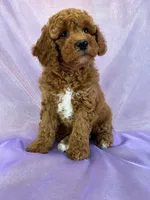 Female Cockapoo 2307, a female Cockapoo for sale in Joice, IA – 4 of 8