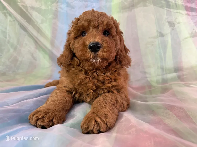 Male Mini Goldendoodle 2279 – Miniature Goldendoodle puppy for sale in Joice, IA