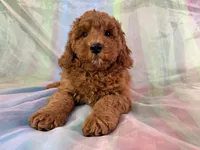 Male Mini Goldendoodle 2279, a male Miniature Goldendoodle for sale in Joice, IA – Photo 1 of 9