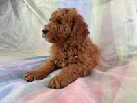 Male Mini Goldendoodle 2279, a male Miniature Goldendoodle for sale in Joice, IA – Photo 6 of 9