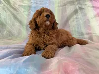 Male Mini Goldendoodle 2279, a male Miniature Goldendoodle for sale in Joice, IA – Photo 3 of 9