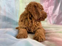 Male Mini Goldendoodle 2279, a male Miniature Goldendoodle for sale in Joice, IA – Photo 8 of 9