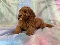 Male Mini Goldendoodle 2279, a male Miniature Goldendoodle for sale in Joice, IA – Photo 4 of 9