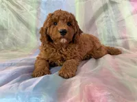 Male Mini Goldendoodle 2279, a male Miniature Goldendoodle for sale in Joice, IA – Photo 2 of 9
