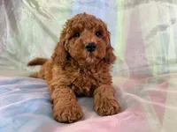 Male Mini Goldendoodle 2279, a male Miniature Goldendoodle for sale in Joice, IA – Photo 5 of 9