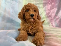 Male Mini Goldendoodle 2279, a male Miniature Goldendoodle for sale in Joice, IA – Photo 9 of 9