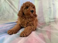 Male Mini Goldendoodle 2279, a male Miniature Goldendoodle for sale in Joice, IA – Photo 7 of 9