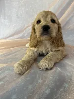 Male Cockapoo 2298, a male Cockapoo for sale in Joice, IA – 8 of 9