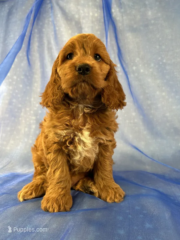 Male Cockapoo 2299  – Cockapoo puppy for sale in Joice, IA