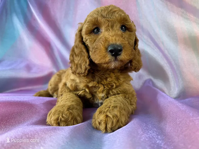 Male Male Mini Goldendoodle 2327 – Miniature Goldendoodle puppy for sale in Joice, IA